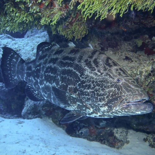 Yellow House Reef Cozumel Dive Site