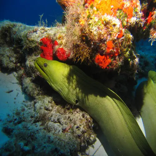 Yucab Reef Cozumel Dive Site