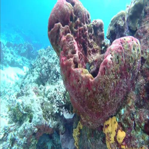 Yucab Reef Cozumel Dive Site
