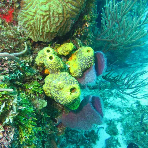 Yucab Reef Cozumel Dive Site