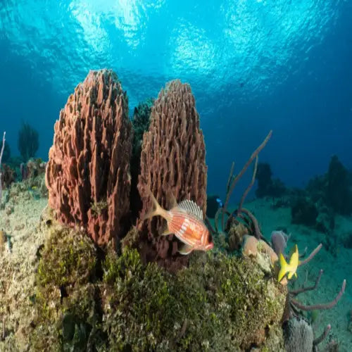 Yucab Reef Cozumel Dive Site
