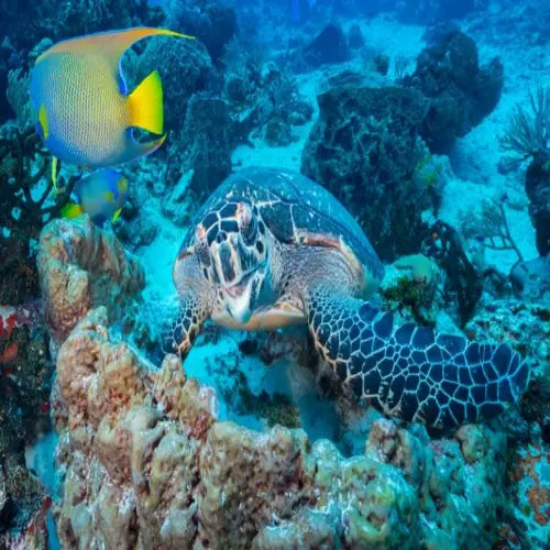 Yucab Reef Cozumel Dive Site