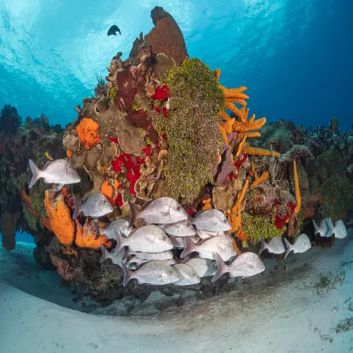 Yucab Reef Cozumel Dive Site