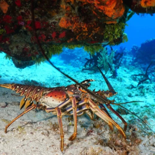 Yucab Reef Cozumel Dive Site