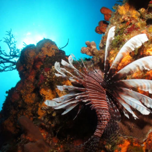 Yucab Reef Cozumel Dive Site