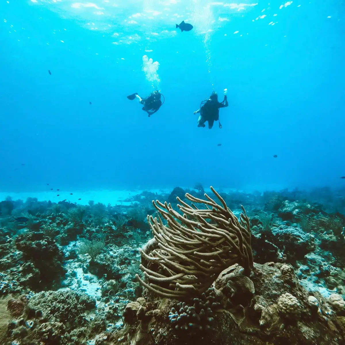 Agua Clara Diving Cozumel
