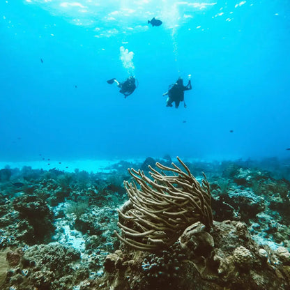 Agua Clara Diving Cozumel