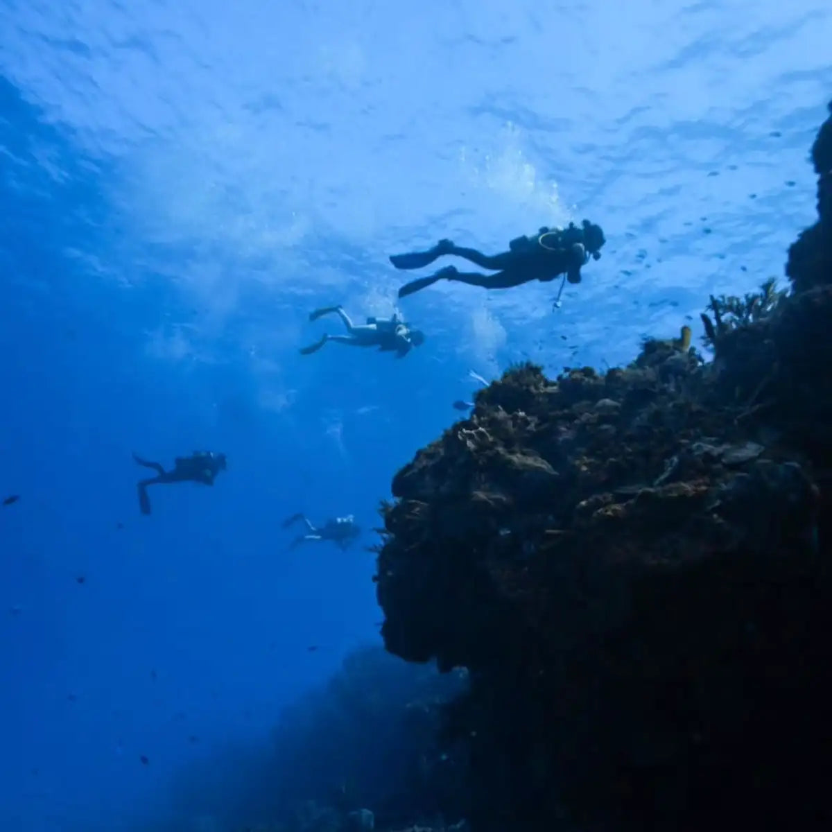Aldora Divers Dive Center Cozumel