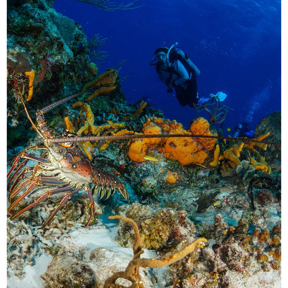 Aqua Safari Dive Center Cozumel