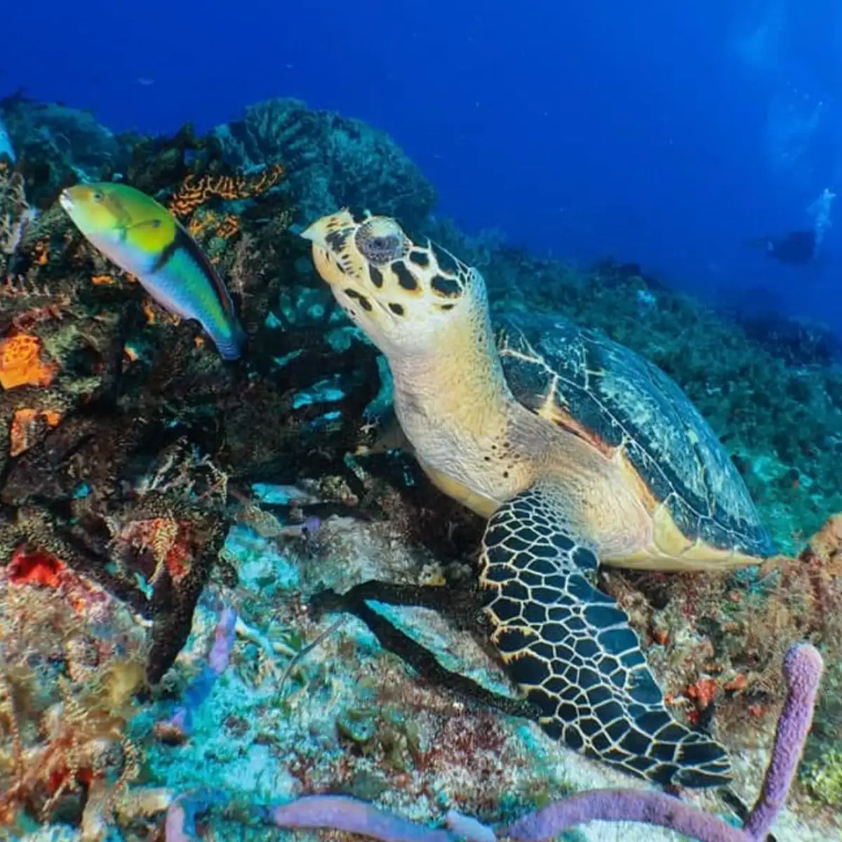 Blue Dream Cozumel