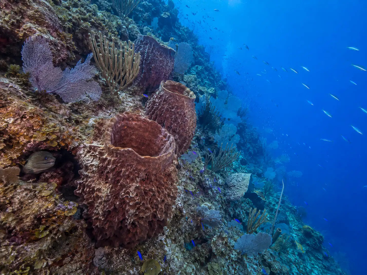 Brown, textured sea sponges with a porous surface grow in clusters on a coral reef.