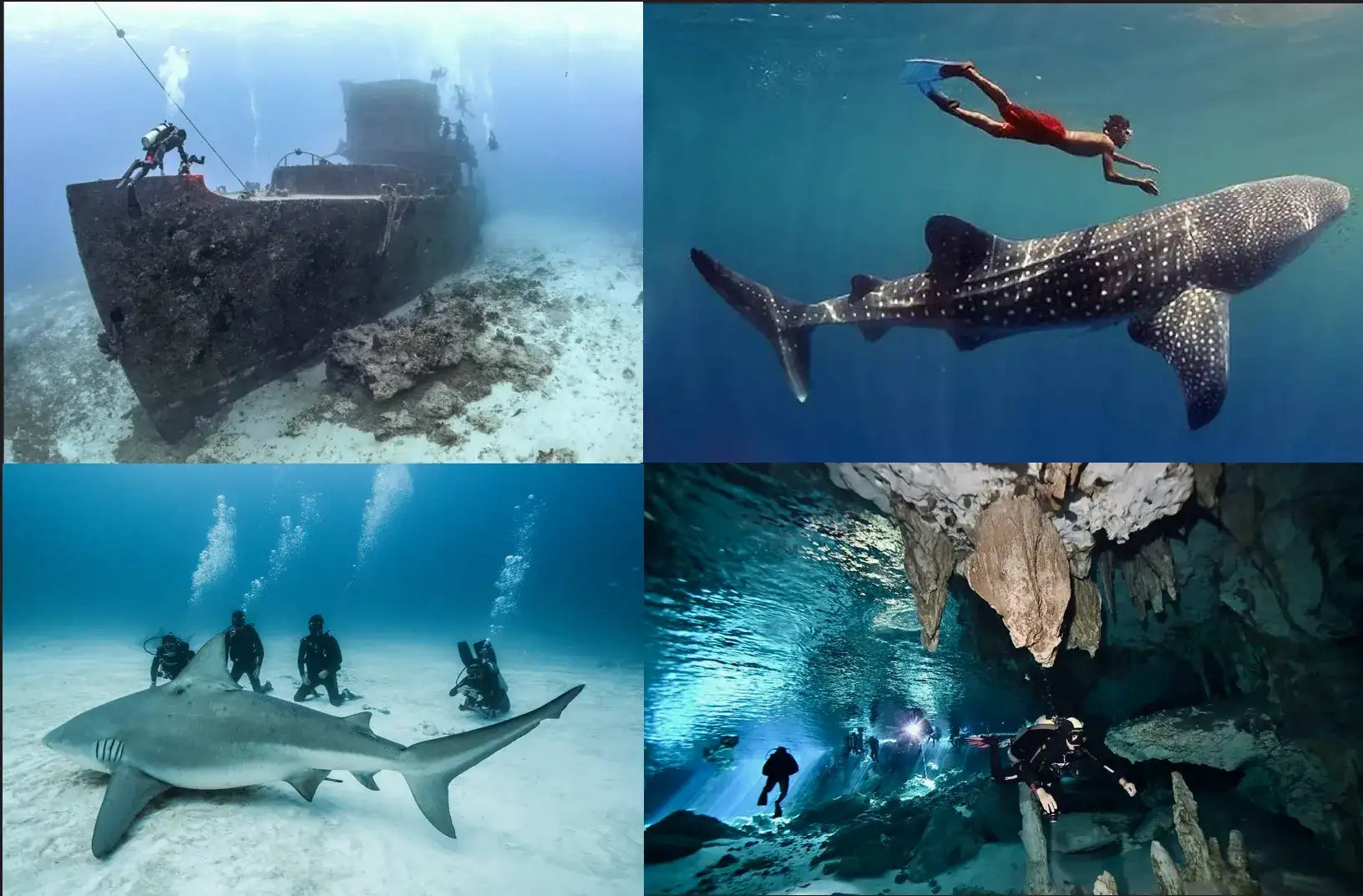 The image is a collage of four underwater scenes, each featuring different marine life and human divers.