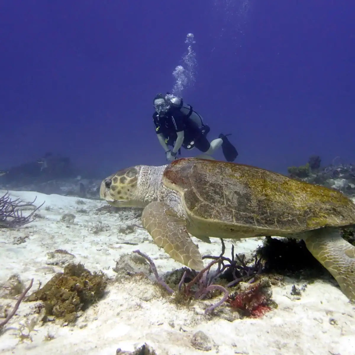 CozuDive -Cozumel Scuba Diving