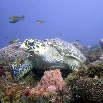 CozuDive -Cozumel Scuba Diving