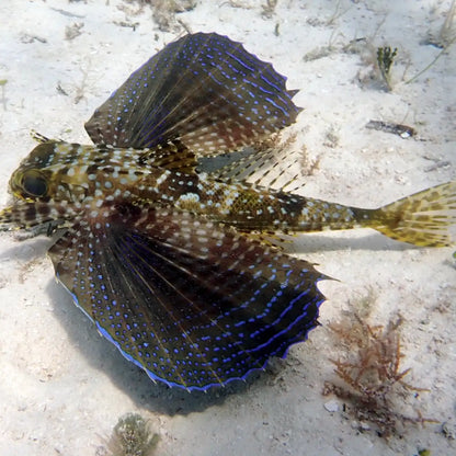 CozuDive -Cozumel Scuba Diving