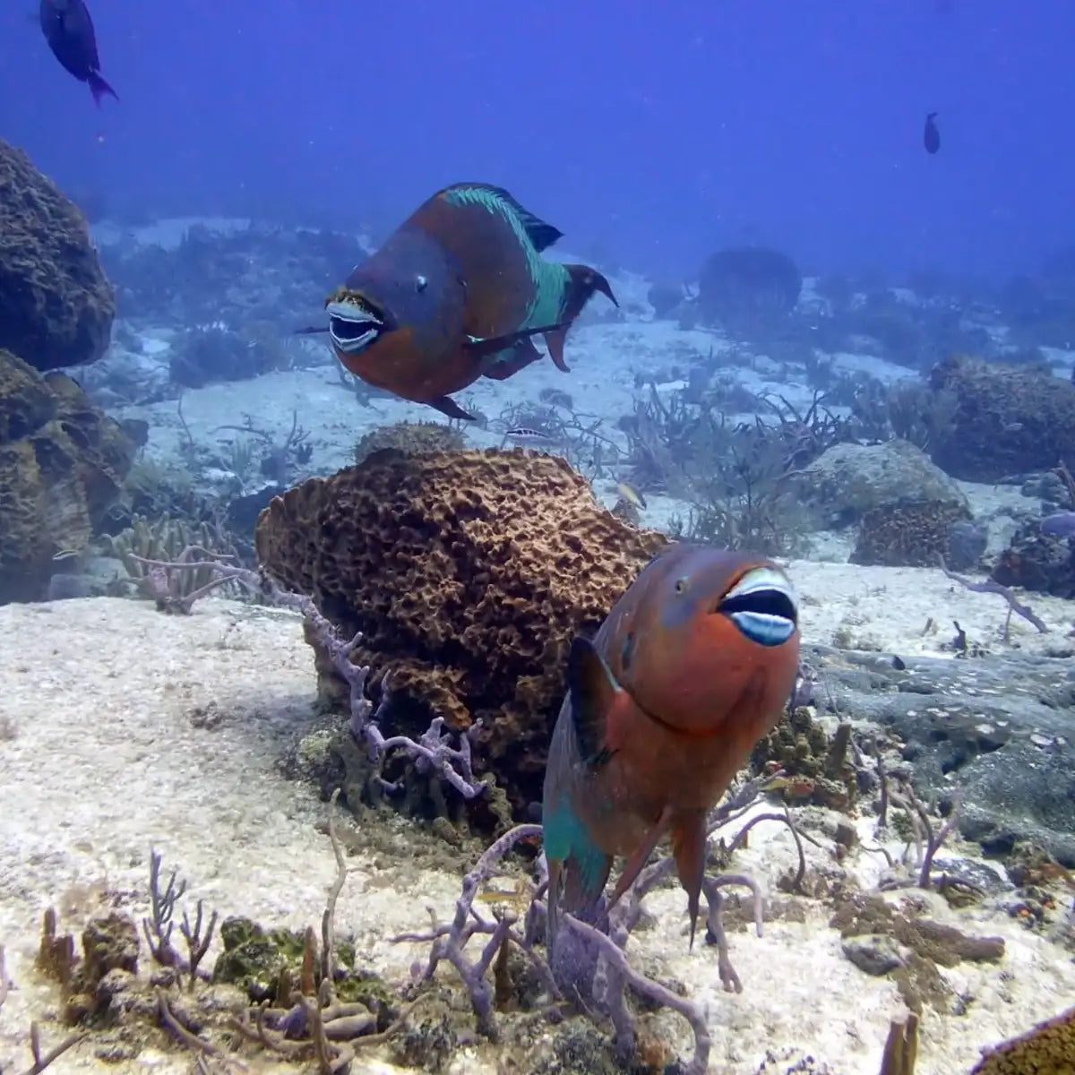 CozuDive -Cozumel Scuba Diving