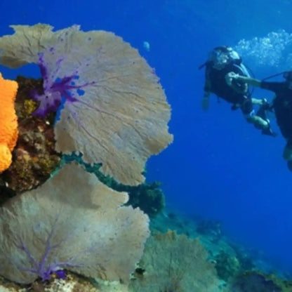 Cozumel Dive Academy