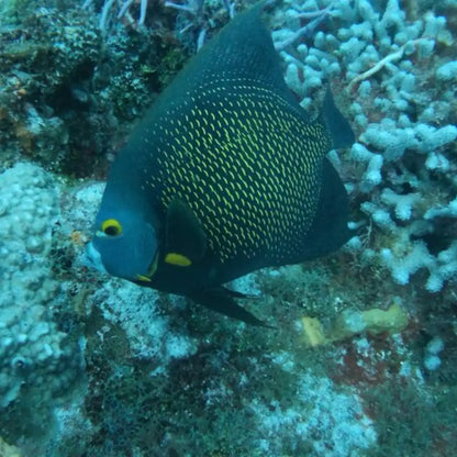 Cozumel Dive Center