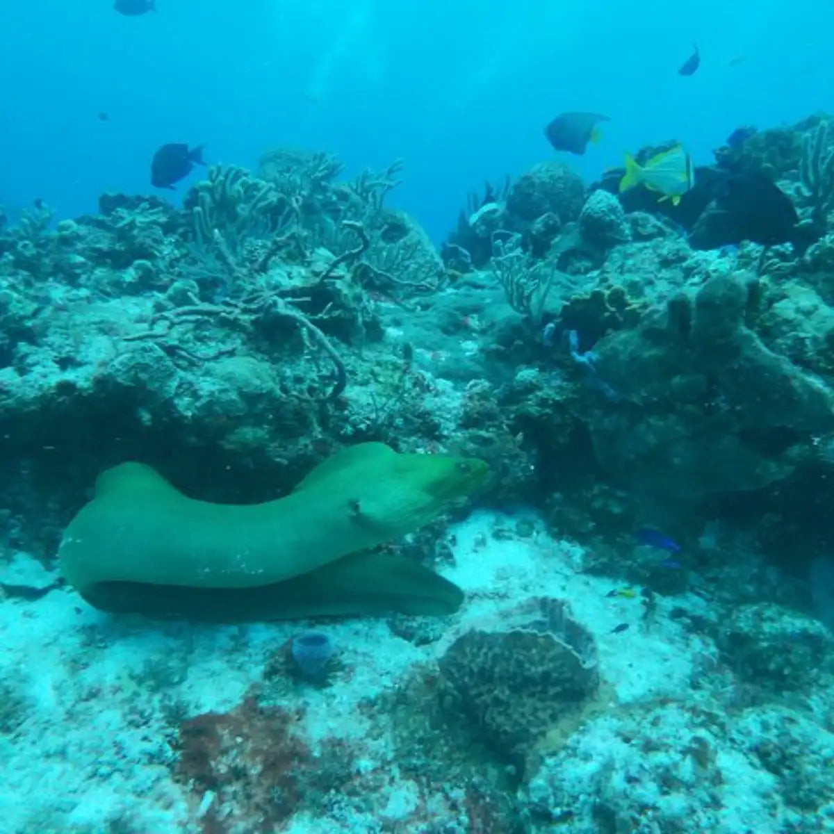 Cozumel Dive Center