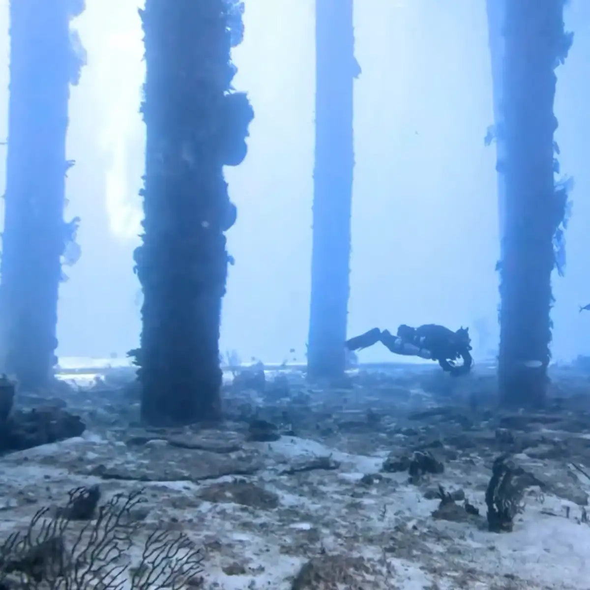 Cozumel Dive School