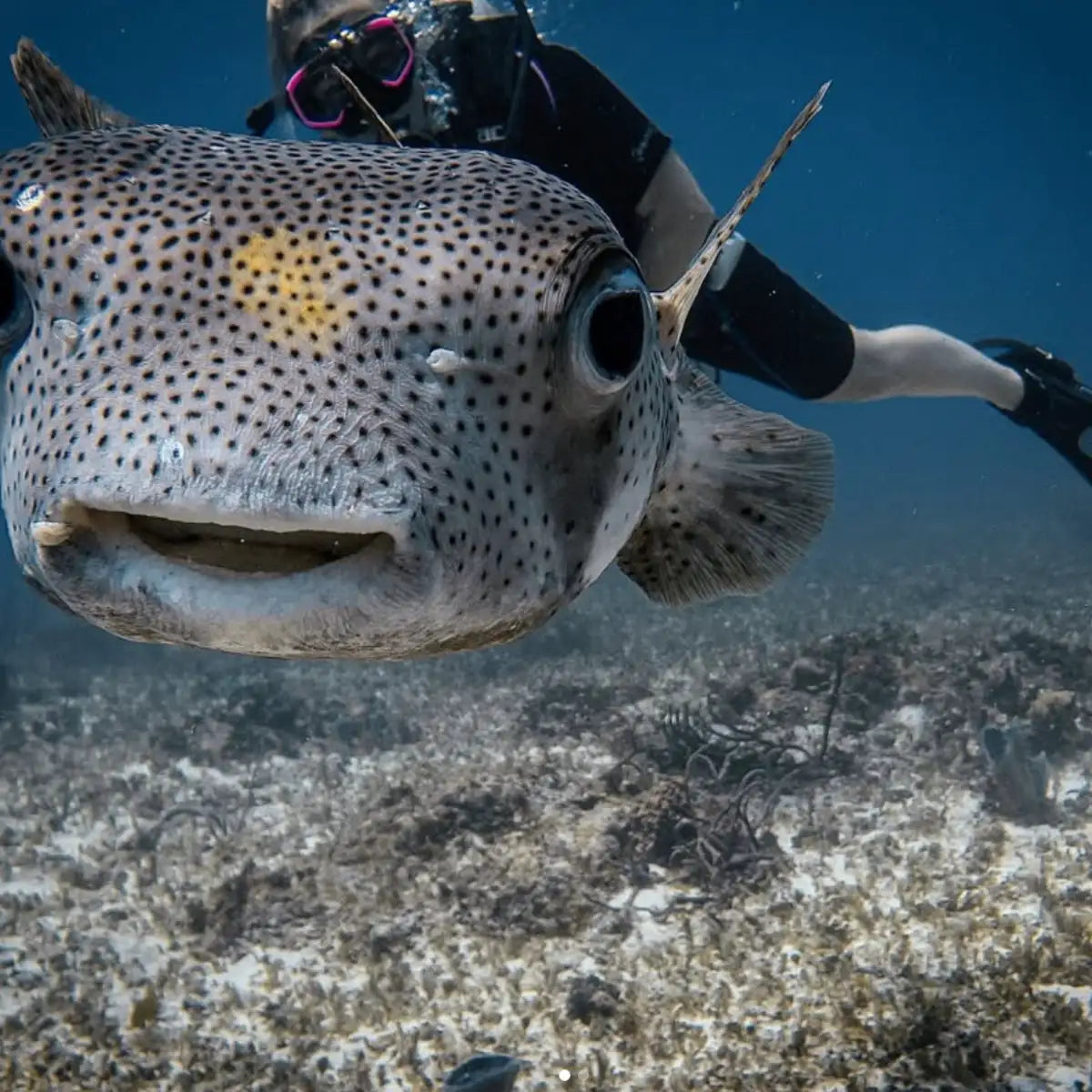Cozumel Dive School