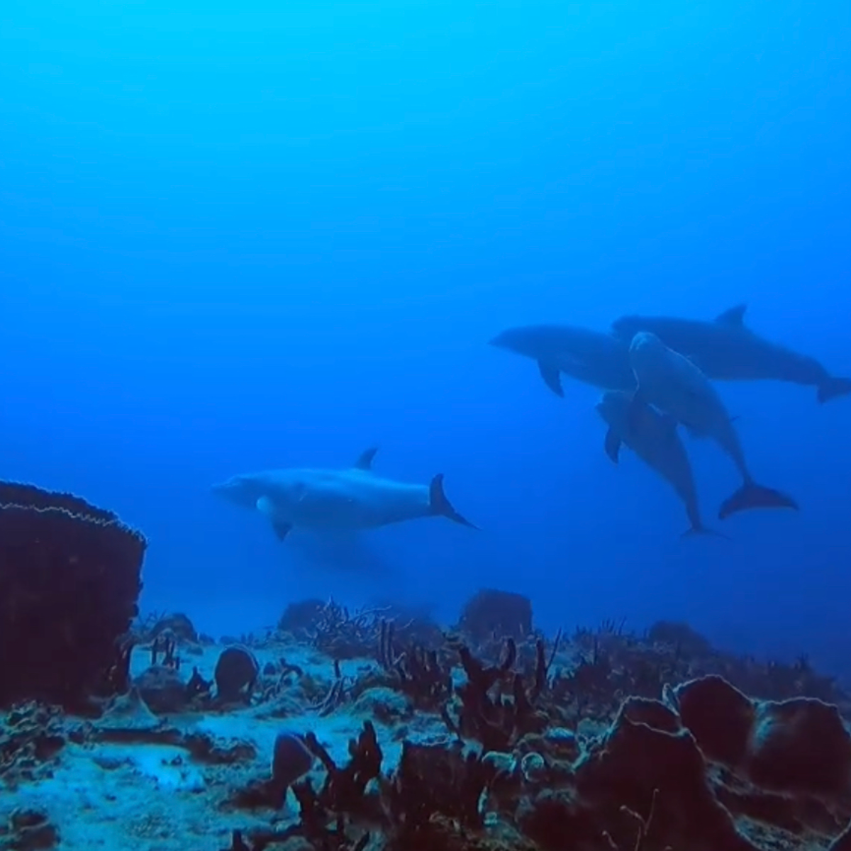 Cozumel H2O – Fast Boats & Small-Group Premium Dive Adventures