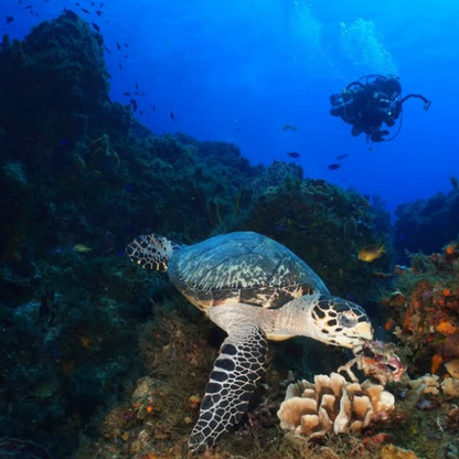 Cozumel Marine World