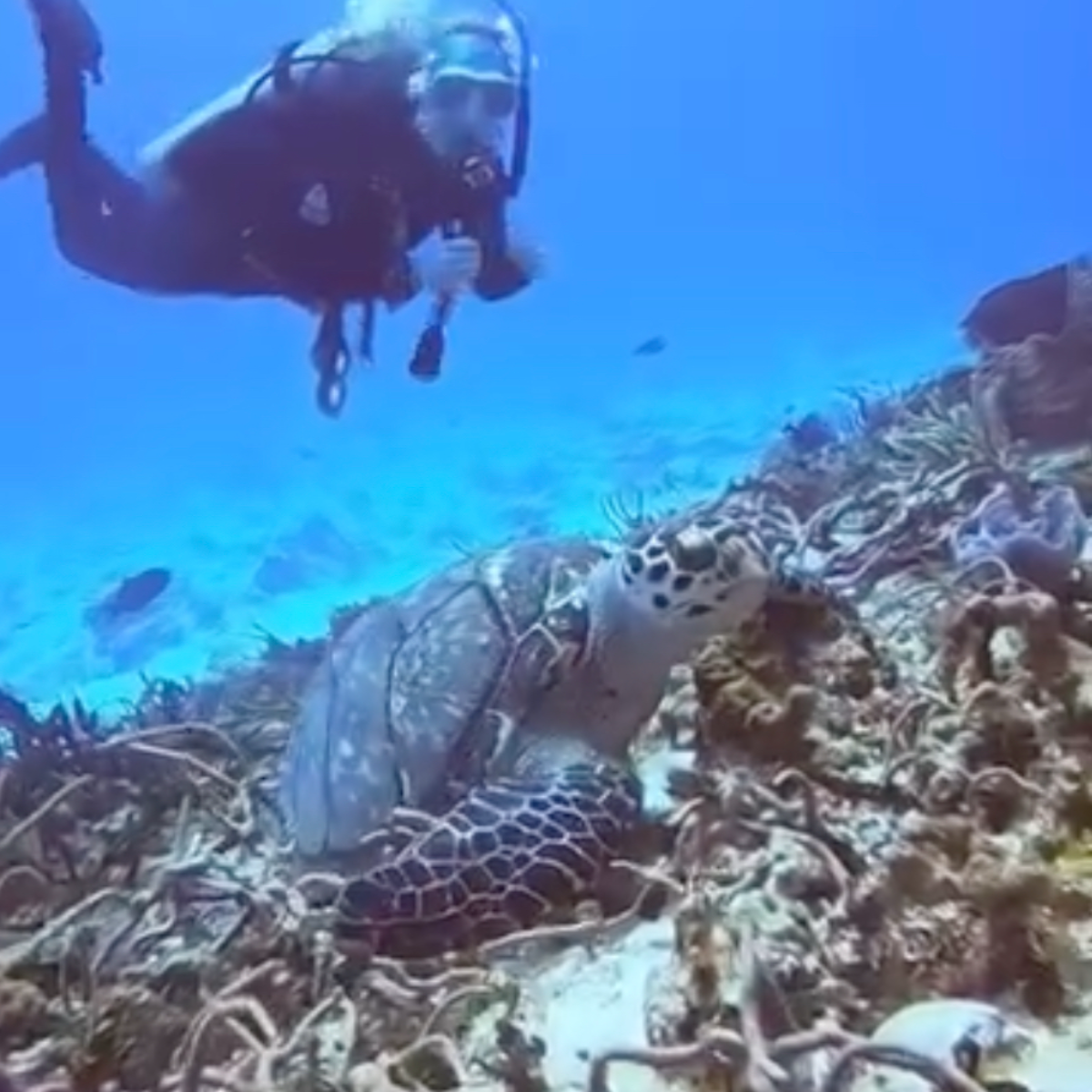 Dive Center Blue Magic Scuba in Cozumel