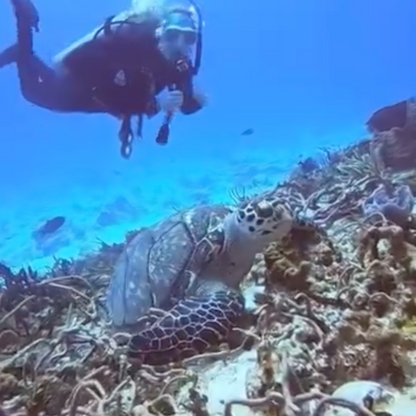 Dive Center Blue Magic Scuba in Cozumel