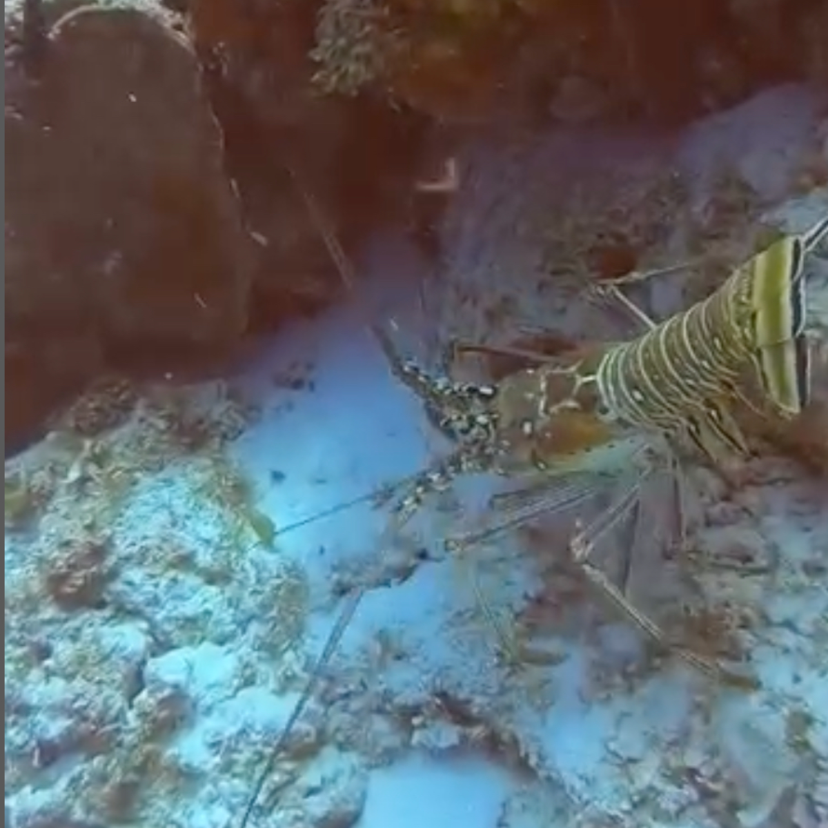 Dive Center Blue Magic Scuba in Cozumel