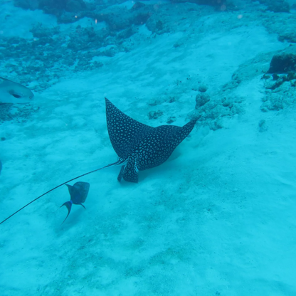 Dive House Cozumel