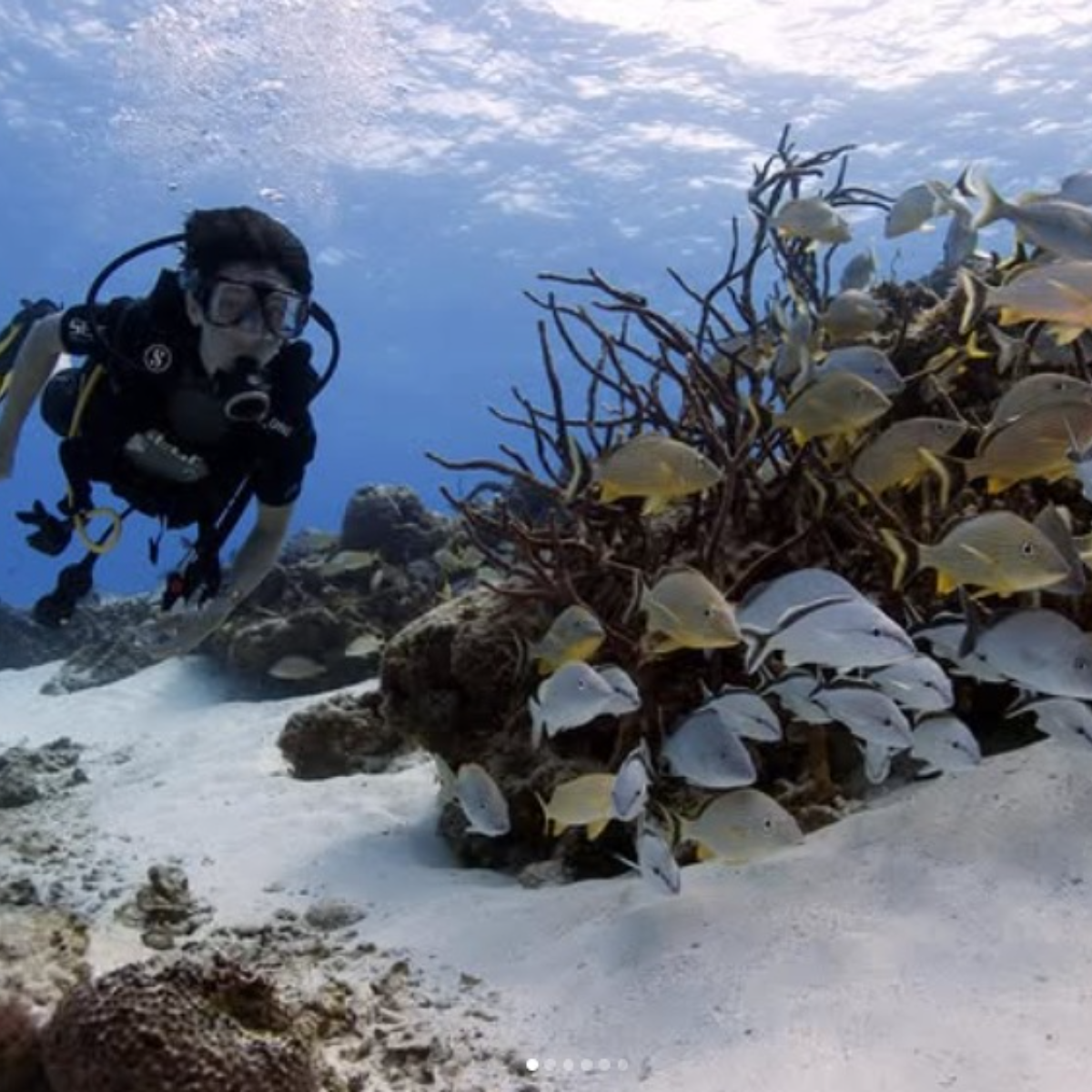 Dive Palancar Cozumel