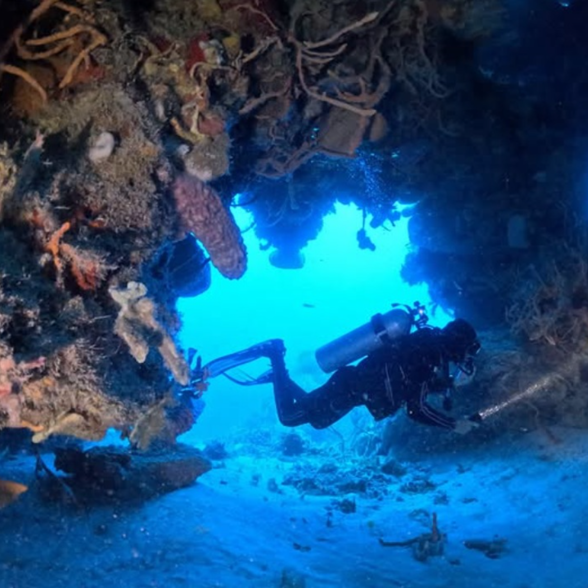 Dive Palancar Cozumel