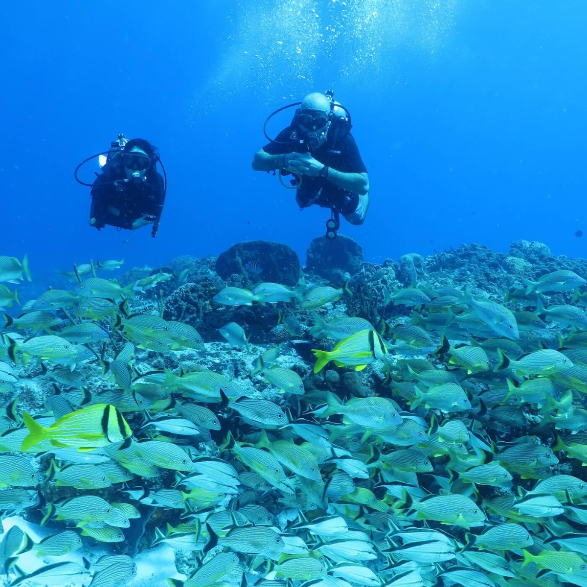Dive Paradise Cozumel
