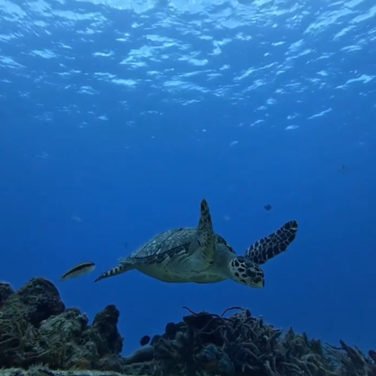 Dive With Martin Cozumel