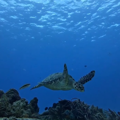 Dive With Martin Cozumel