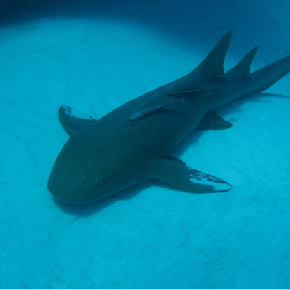 Dressel Divers Cozumel