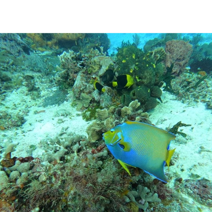 Eagle Ray Divers Cozumel