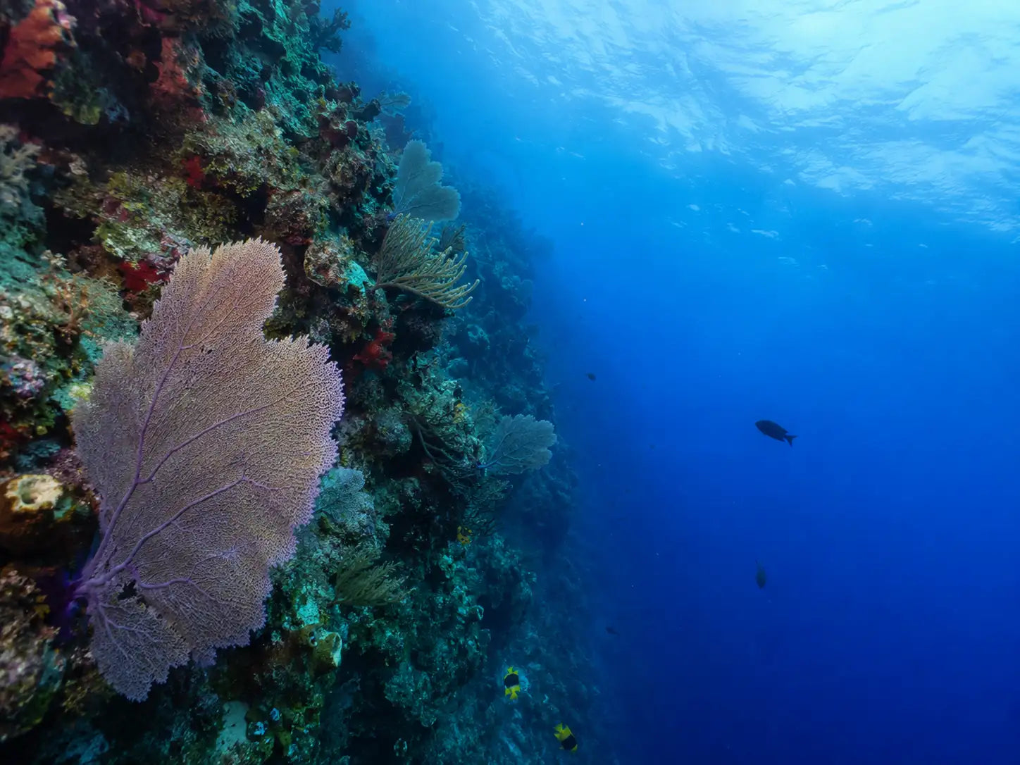 A large, fan-shaped sea fan coral with a textured, brownish-purple surface and delicate branching structure.