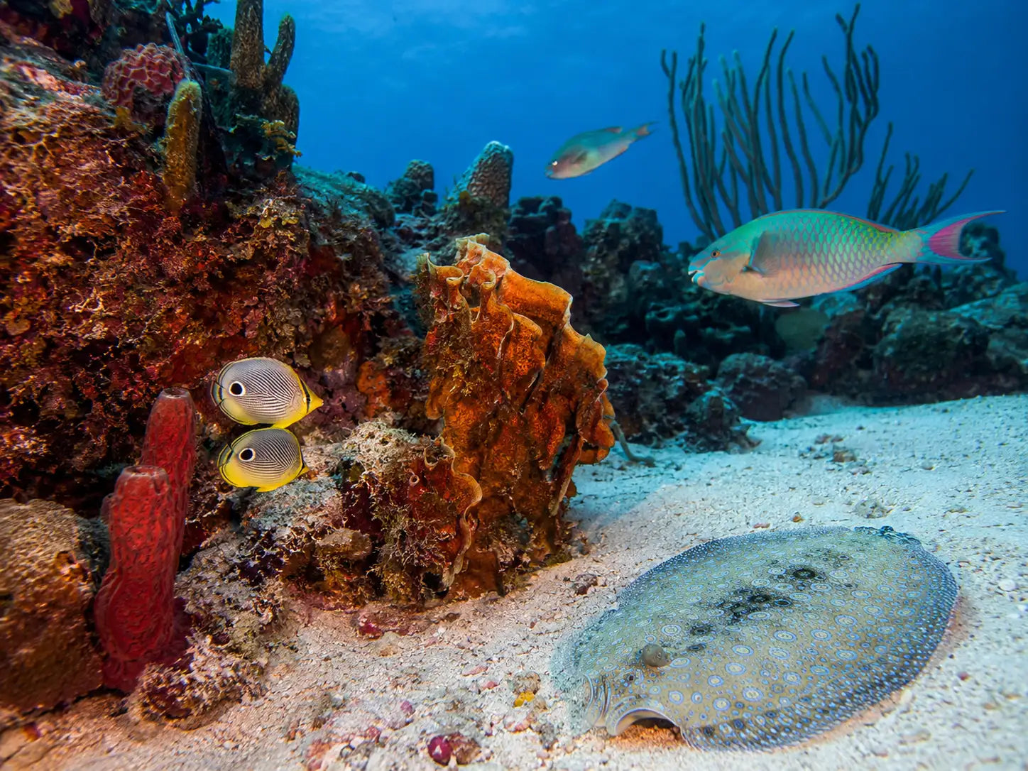 A flat, speckled stingray with a mottled gray and beige body rests on the sandy ocean floor.