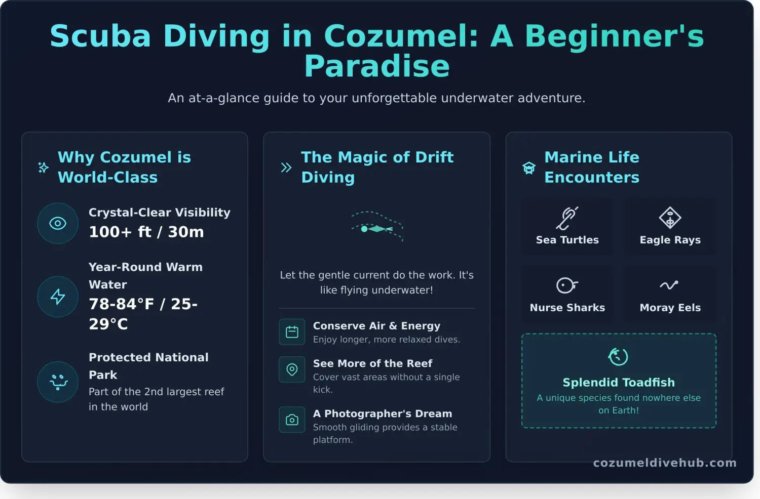 Scuba diving cozumel infographic - visual guide