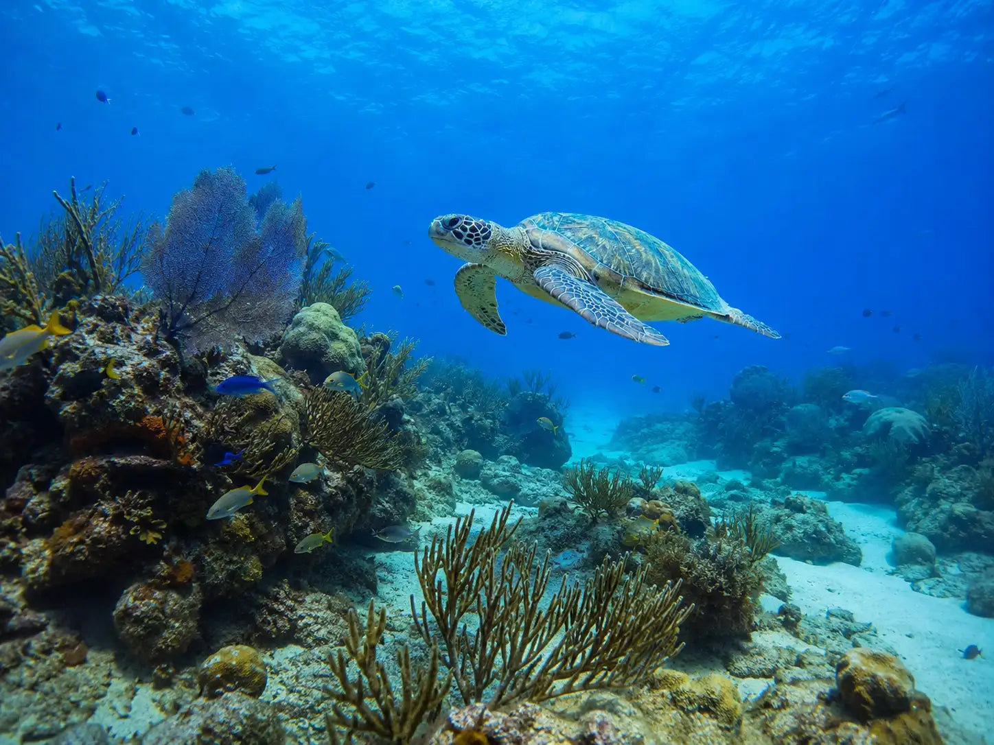 A green and brown sea turtle glides gracefully through vibrant blue ocean waters above a colorful coral reef.