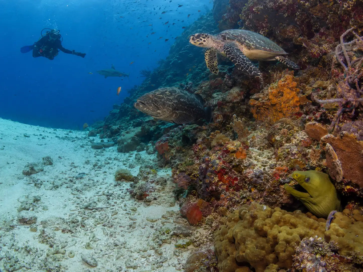 A green moray eel peeking from between vibrant coral formations.
