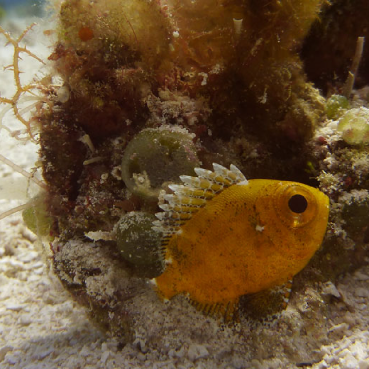 Liquid Blue Divers Cozumel
