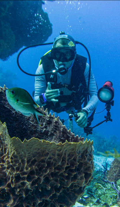 An underwater photograph of a scuba diver holding a camera rig next to a large sea fan coral and a green fish in a blue ocean.