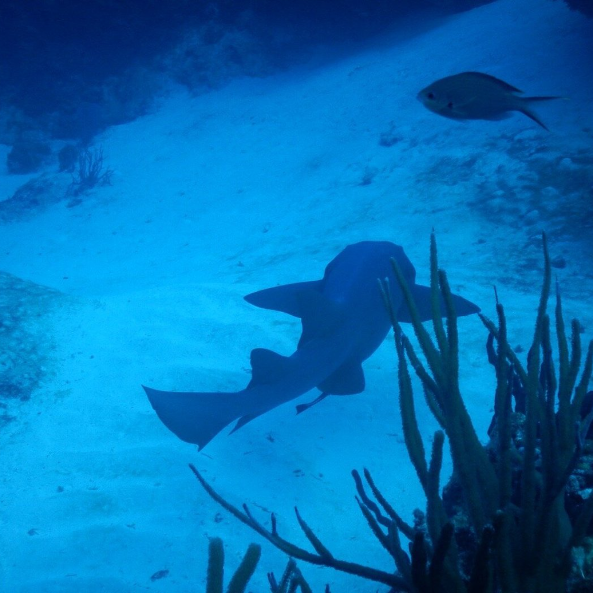 Papa Hogs Scuba Emporium Cozumel