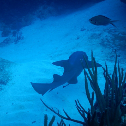 Papa Hogs Scuba Emporium Cozumel