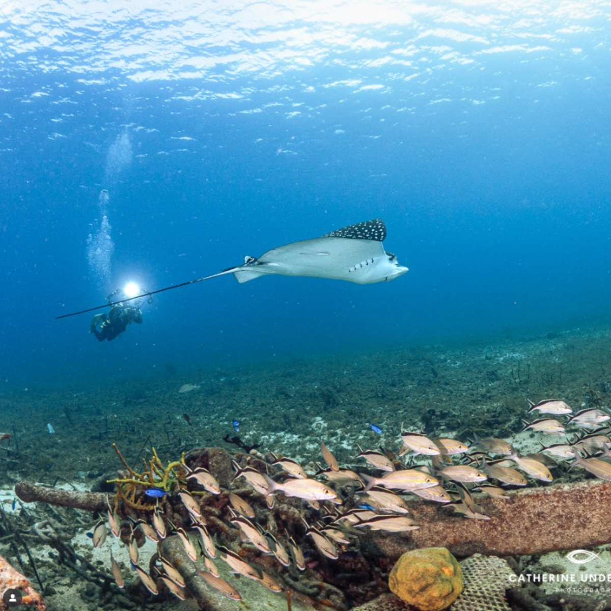 Sand Dollar Sports Cozumel