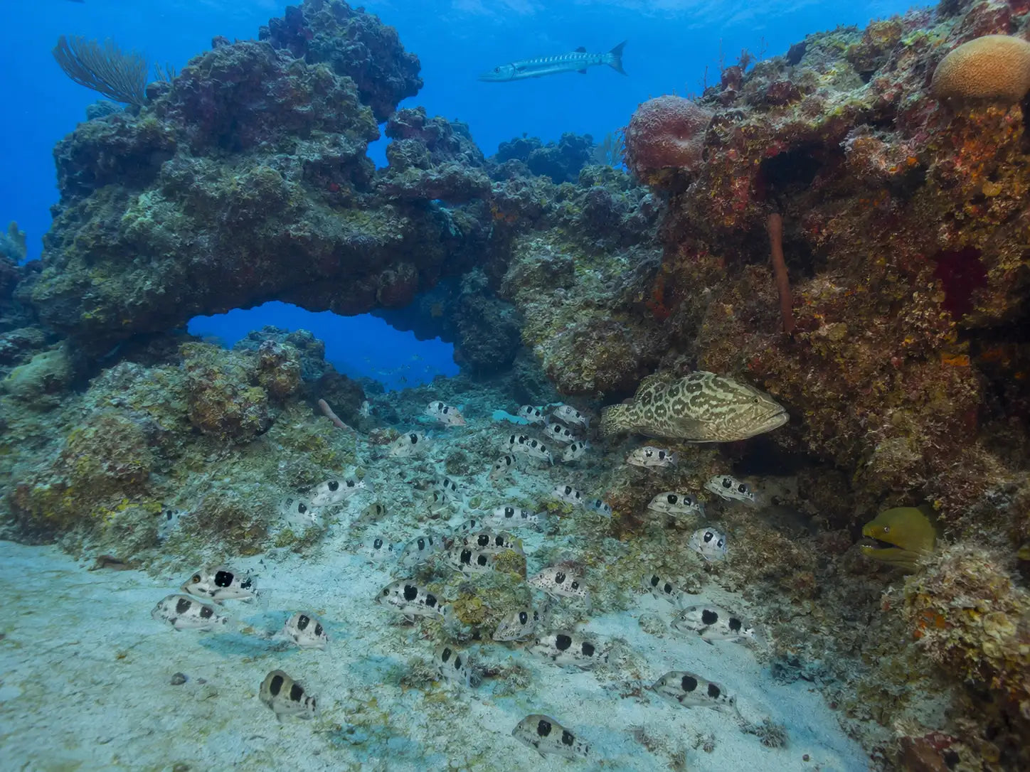 A school of small, black-and-white spotted fish swims near a coral reef.
