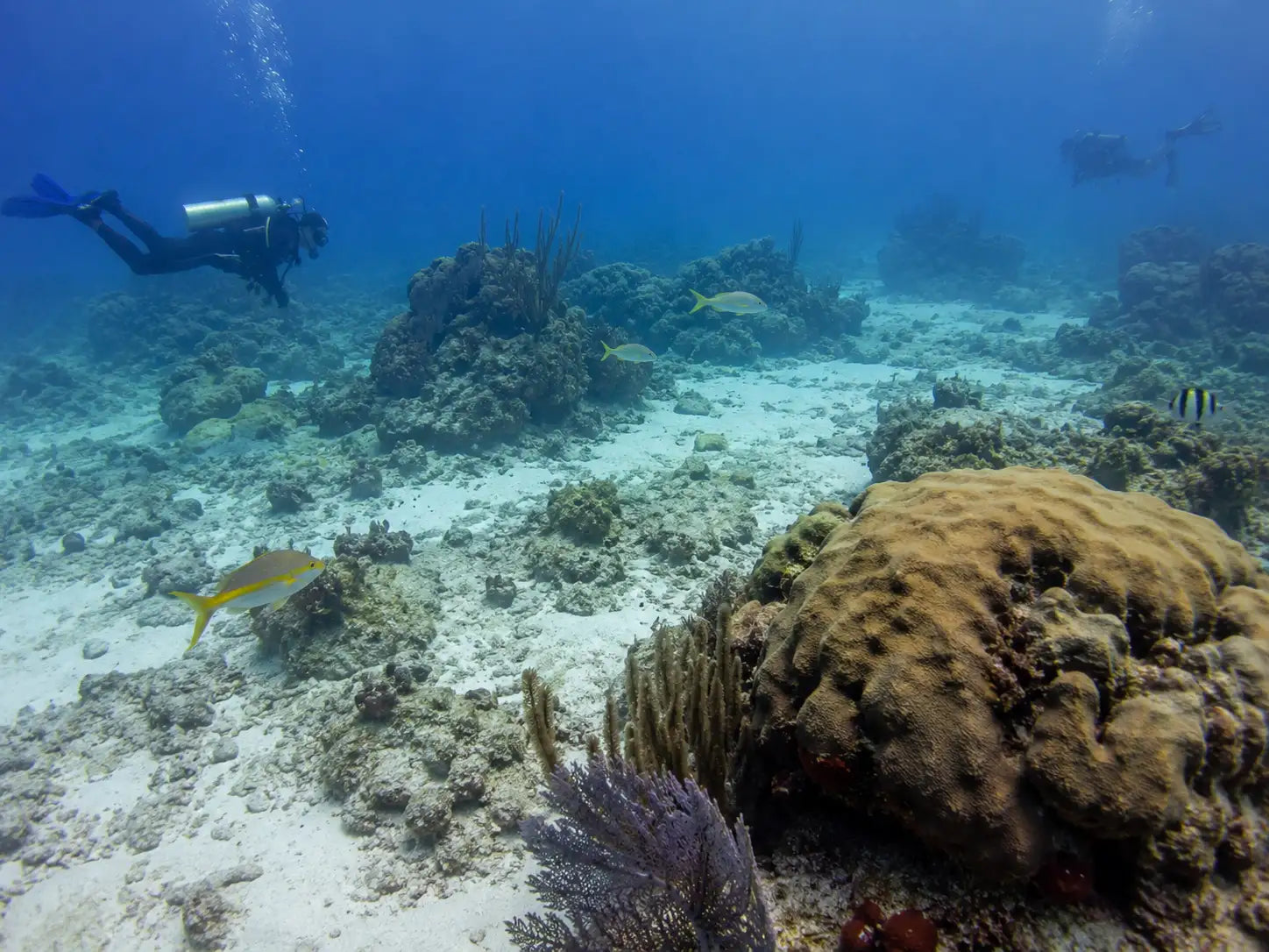 A scuba diver in black gear with a silver tank glides through clear blue water above coral reefs and sandy ocean floor.